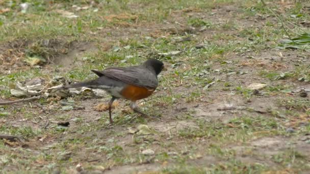 Amerikan toprağı kazmak ve besleme Robin ısıtır — Stok video