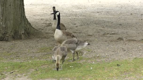 Gansos de Canadá con dos goslings — Vídeo de stock