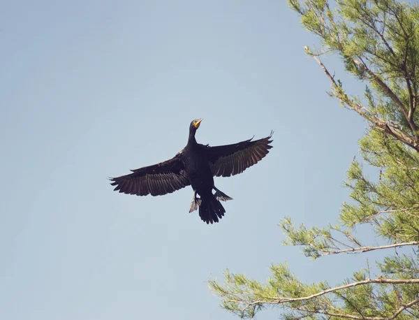 Kormoran rogaty — Zdjęcie stockowe