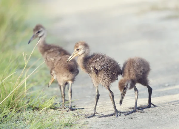 Limpkin Chicks en Florida Humedales — Foto de Stock