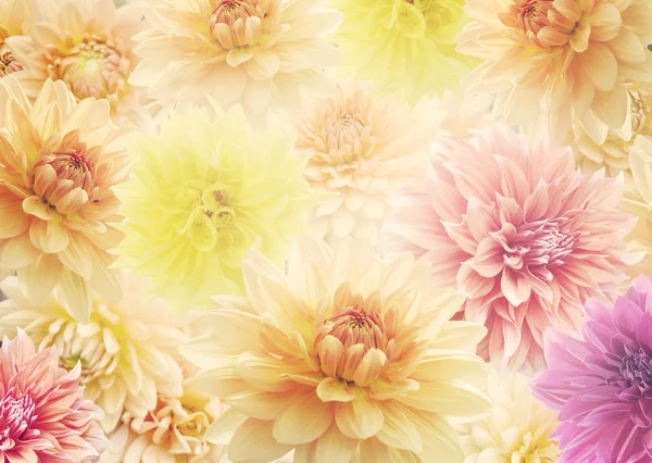 Dahlia Flowers  for Background — Stock Photo, Image