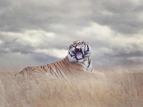 Tigre del Bengala ruggente — Foto Stock