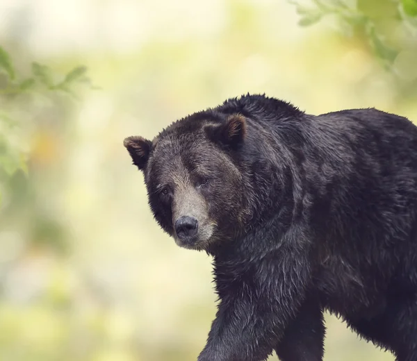 Ours brun marche — Photo