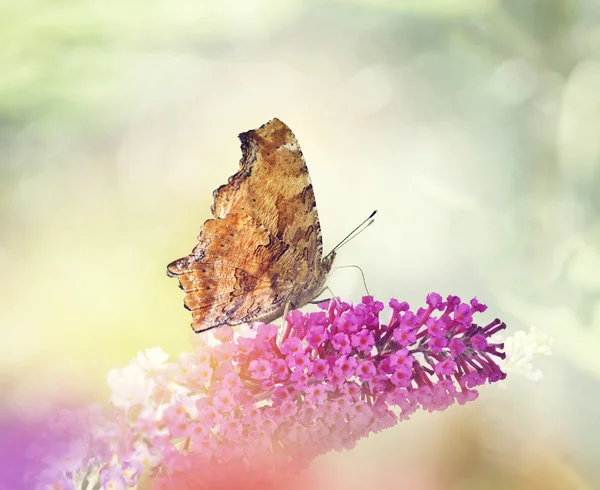 Brown Butterfly on the flowers — Stock Photo, Image