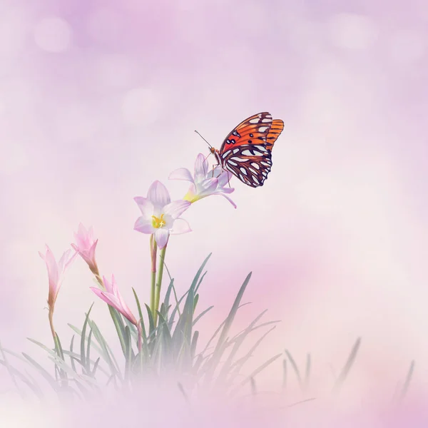 Розовый Дождь Лили Zephyranthes Rosea Цветы Бабочка Саду — стоковое фото