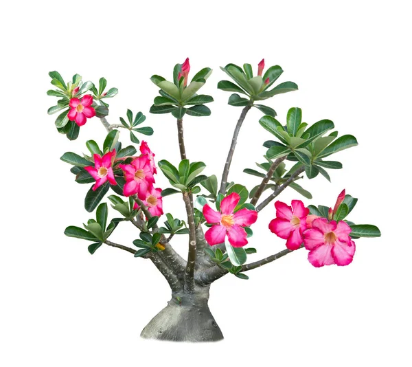 Rosa Wüstenrose Adeniumbaum Isoliert Auf Weißem Hintergrund — Stockfoto