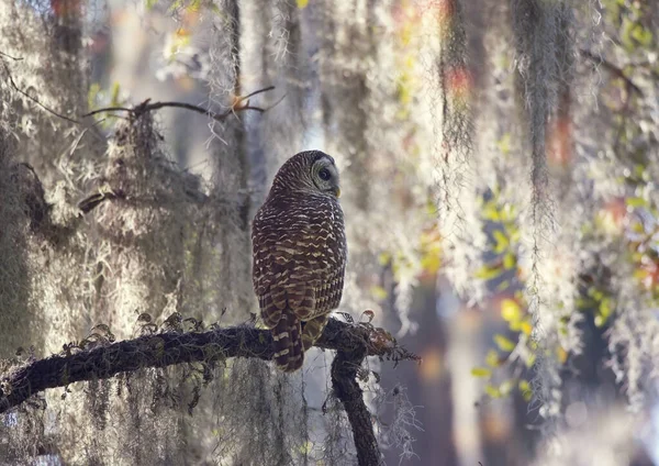 Barred Owl Posa Una Sucursal Los Humedales Florida — Foto de Stock