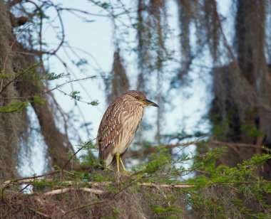 Gece Balıkçıl, Florida sulak alanlarında tünemekte.