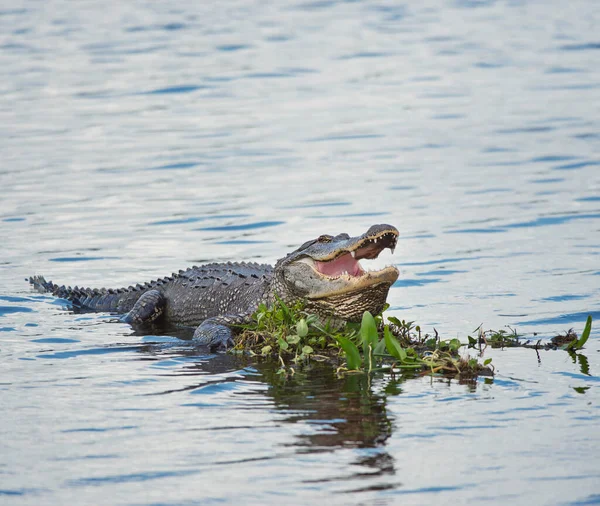 Amerikaanse Alligator Basking Een Meer Met Zijn Mond Open — Stockfoto