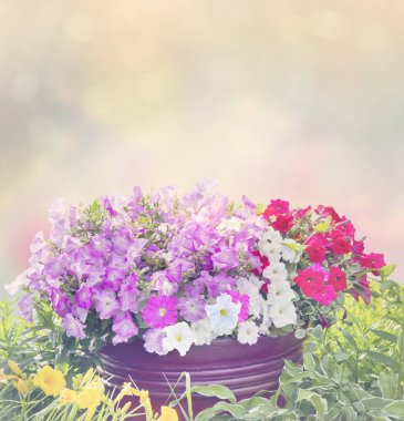 Bahçedeki büyük petunya çiçekleri.