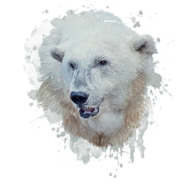 Цифровая Живопись Белого Медведя Белом Фоне — стоковое фото