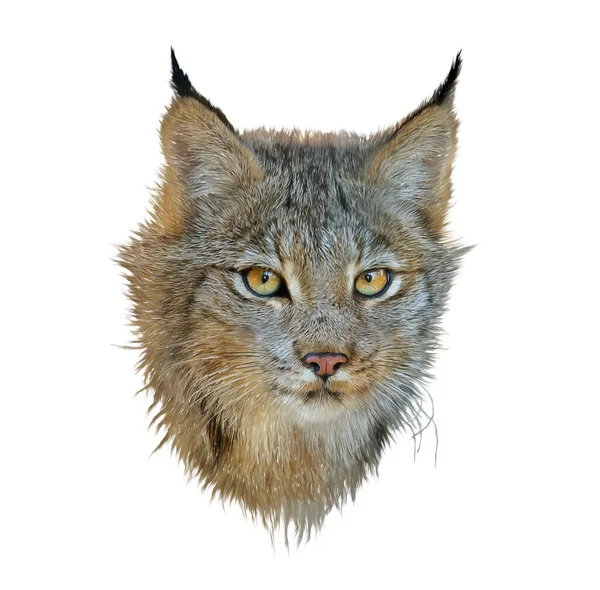 Digitale Illustratie Van Canada Lynx Geïsoleerd Witte Achtergrond — Stockfoto