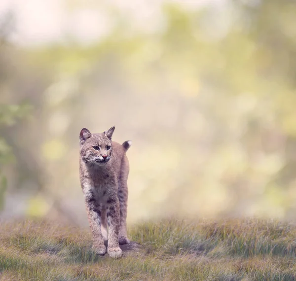 Bobcat Caminhando Pastagens — Fotografia de Stock