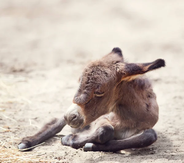 Mula Burro Joven Descansando Disparo Cerca —  Fotos de Stock