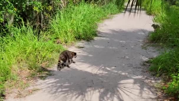 Familia Mapaches Caminando Por Sendero — Vídeo de stock