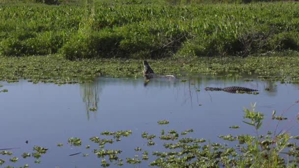 Dos Grandes Caimanes Lago Florida — Vídeos de Stock