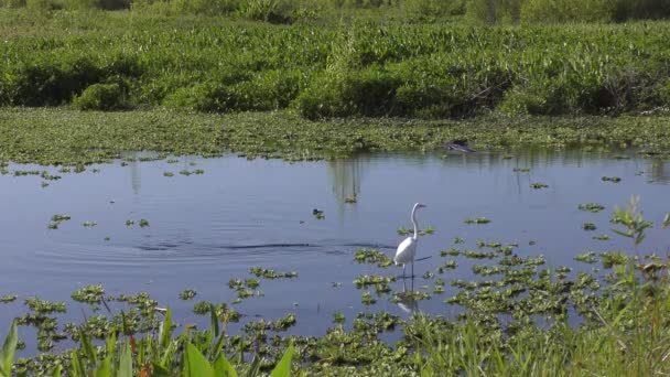 Aligatoare Mari Egrete Zona Umedă Din Florida — Videoclip de stoc