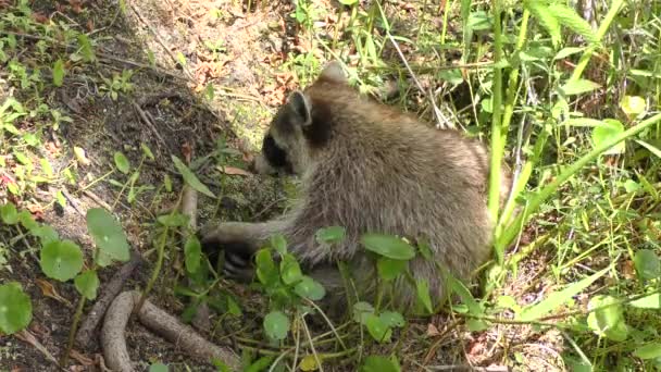 Wasbeer Voedt Zich Met Schildpad Florida Wetland — Stockvideo