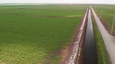 Florida 'da şeker kamışı tarlaları ve kanallar. Hava görünümü.