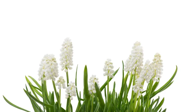 Weiße Muscari Blüten Isoliert Auf Weißem Hintergrund — Stockfoto