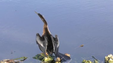 Anmeninga Florida 'da göl kenarında kanatlarını kurutuyor..