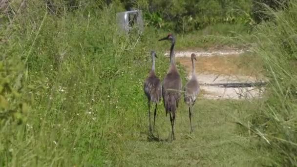 フロリダ公園を歩くサンドヒルクレーン家族 — ストック動画