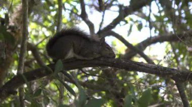 Genç Sincap bir ağaç dalında dinleniyor.