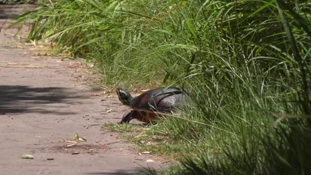 Żółw Spacerujący Szlaku Parku Florydzie — Wideo stockowe