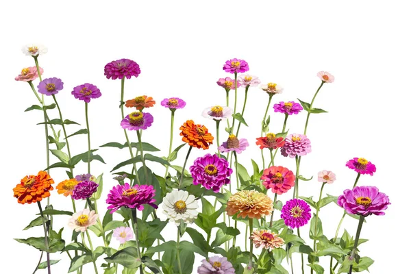 Färgglada Zinnia Elegans Blommor Trädgården Isolerad Vit Bakgrund — Stockfoto