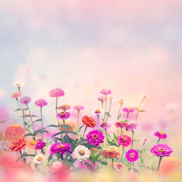 Renkli Zinnia Zarifleri Bahçede Çiçek Açıyor — Stok fotoğraf
