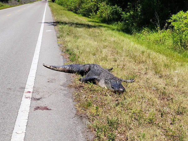 Мертвый Аллигатор Проселочной Дороге Флориде — стоковое фото