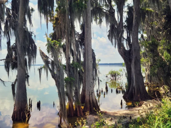 佛罗里达湿地 弗罗里达湖中的柏树 — 图库照片