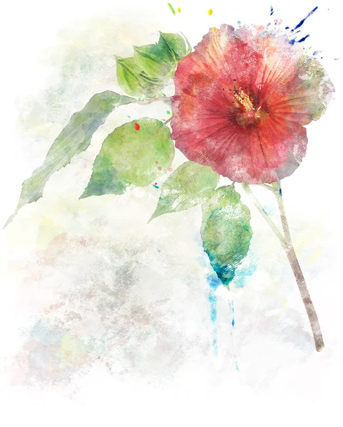 Akvarell képe Hibiszkusz virág — Stock Fotó