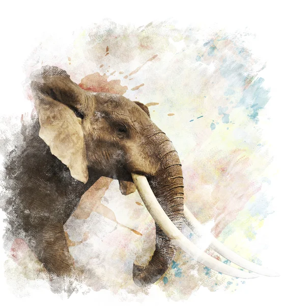 Aquarel afbeelding van olifant — Stockfoto