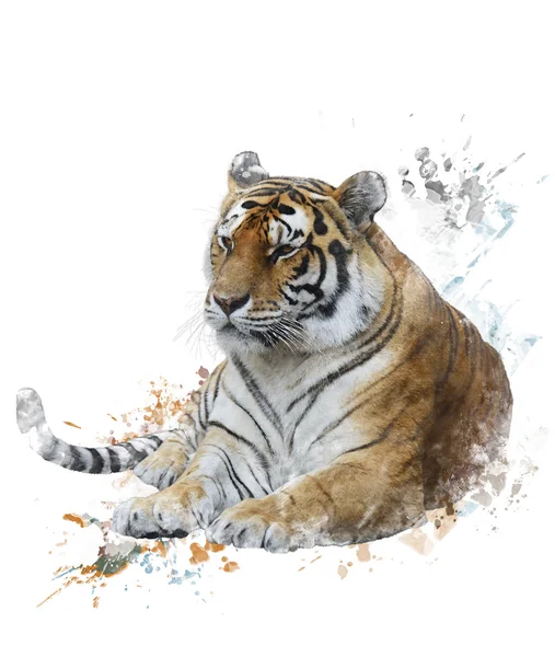 Aquarel afbeelding voor tiger — Stockfoto