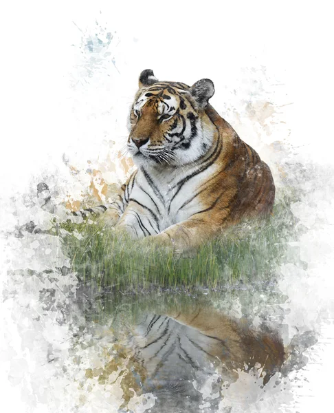 Aquarel afbeelding voor tiger — Stockfoto