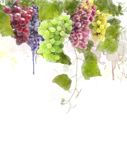 Akwarela obraz winogron — Zdjęcie stockowe