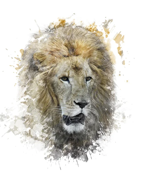 Akvarell kép oroszlán fej — Stock Fotó