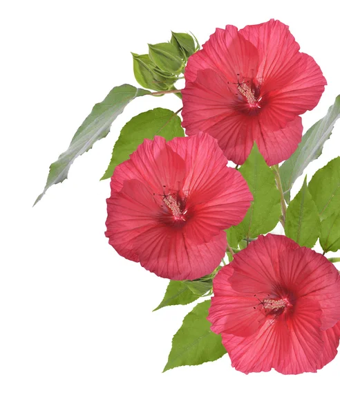 Kırmızı hibiscus çiçek — Stok fotoğraf