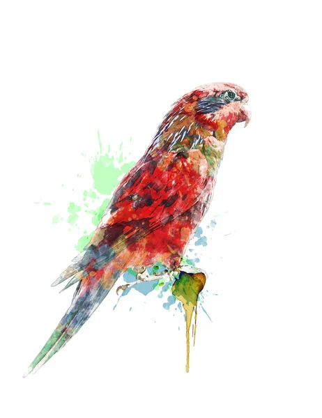 Renkli papağan suluboya resim — Stok fotoğraf
