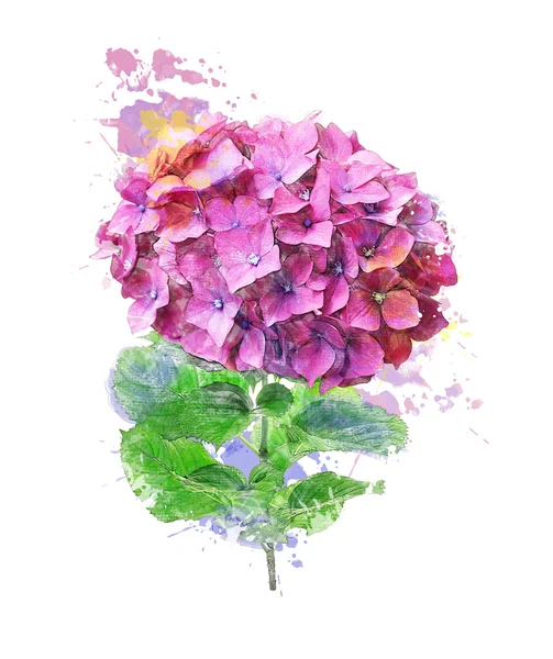 Akvarell bild av hydrangea blomman — Stockfoto