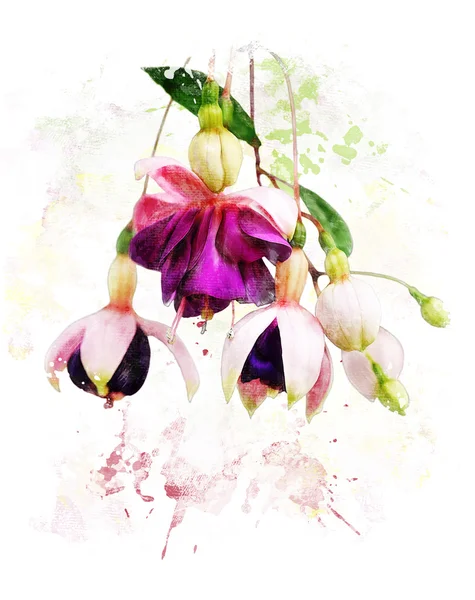 Akvarell bild av fuchsia blommor — Stockfoto