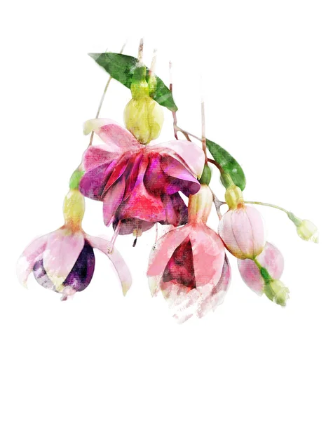 Akwarela obraz kwiaty fuksja — Zdjęcie stockowe