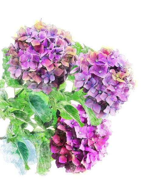 Akwarela obraz kwiaty hydrongea — Zdjęcie stockowe