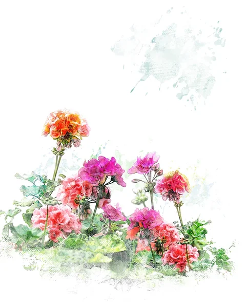 Watercolor Image Of  Geranium Flowers — Stock Photo, Image