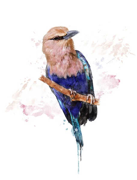 Aquarel afbeelding voor blauwe bellied roller — Stockfoto