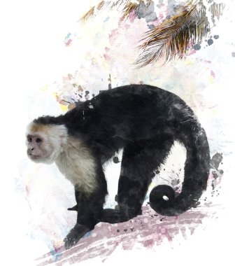 Beyaz boğazlı capuchin maymunu
