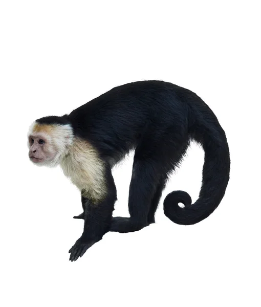 Білий горлом капуцин мавп — стокове фото