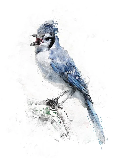 Aquarel foto van blue jay — Stockfoto