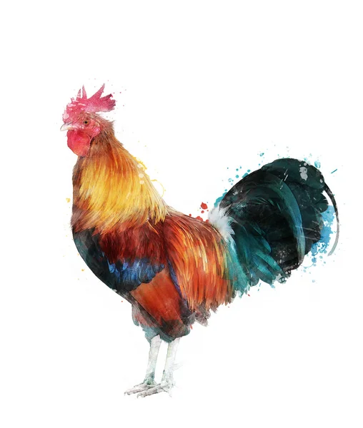 Watercolor Image Of Rooster — Stock Photo, Image